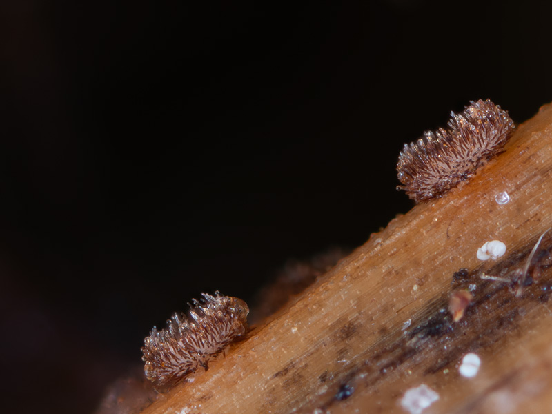 Trichopezizella nidulus Trichopezizella nidulus